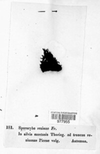 Sorocybe resinae image